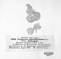 Uromyces appendiculatus image